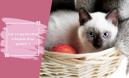 Est-ce qu'un chat a besoin d'un panier