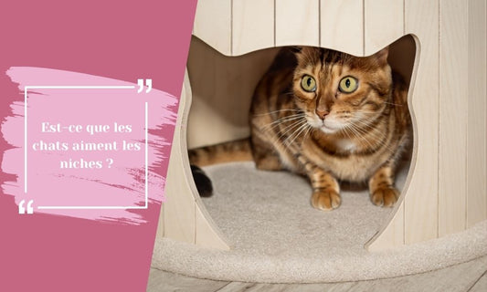 Est-ce que les chats aiment les niches