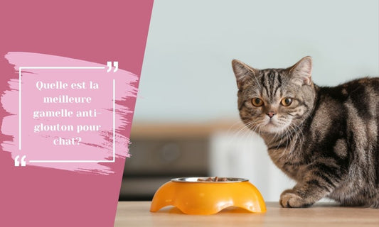 Quelle est la meilleure gamelle anti-glouton pour chat