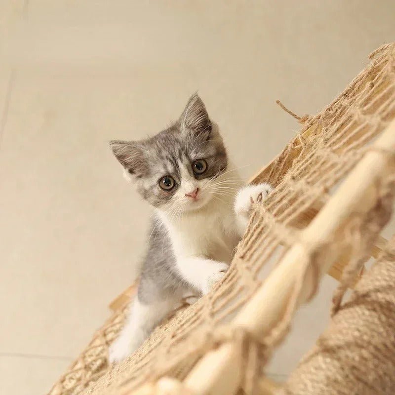 Arbre a chat | Sisalyaâą - Miss - Tigri