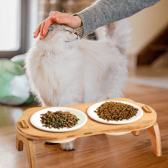chat blanc calin et zoom gamelle pour chat gourmeto