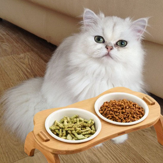 chat blanc pose avec gamelle pour chat gourmeto