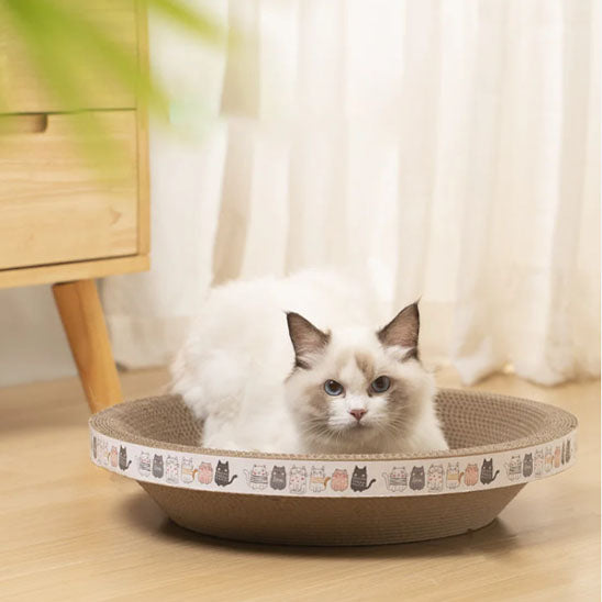 chat blanc regard haut griffoir a chat grattou