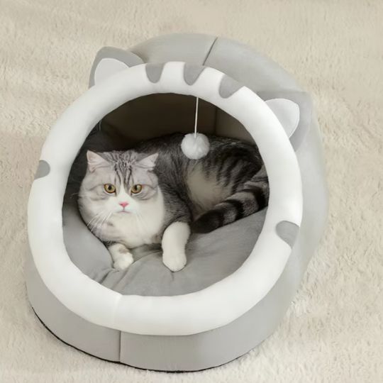 chat curieux dans niche à chat mimichat grise