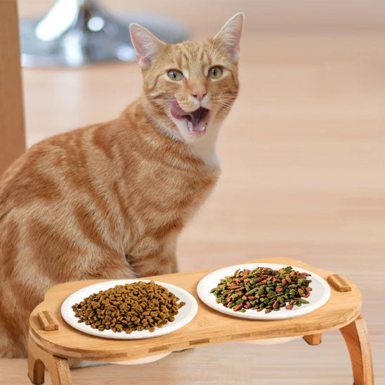 chat ginger affame devant gamelle pour chat gourmeto