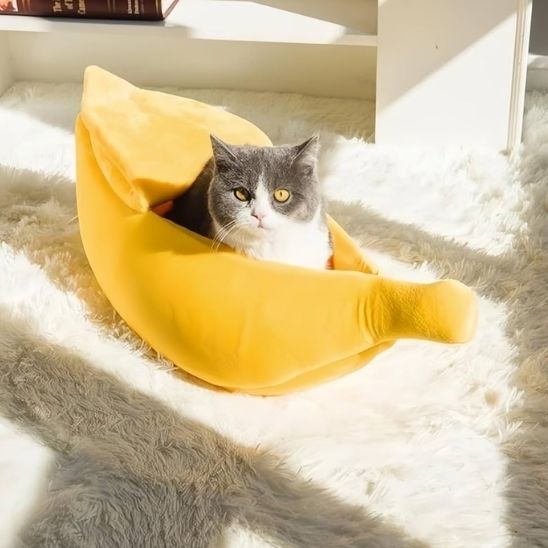 chat gris blanc dans panier pour chat banapouf