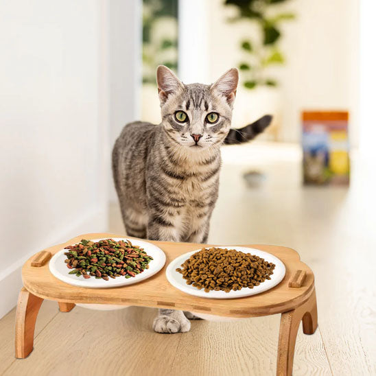 chat gris et gamelle sur sol clair gamelle pour chat gourmeto