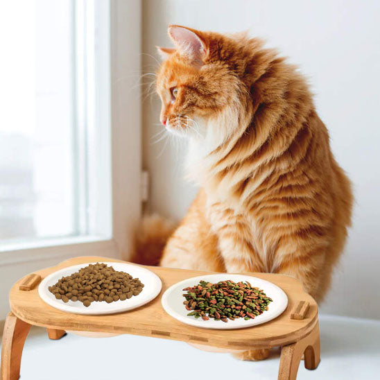 chat roux regardant par la fenetre avec gamelle pour chat gourmeto
