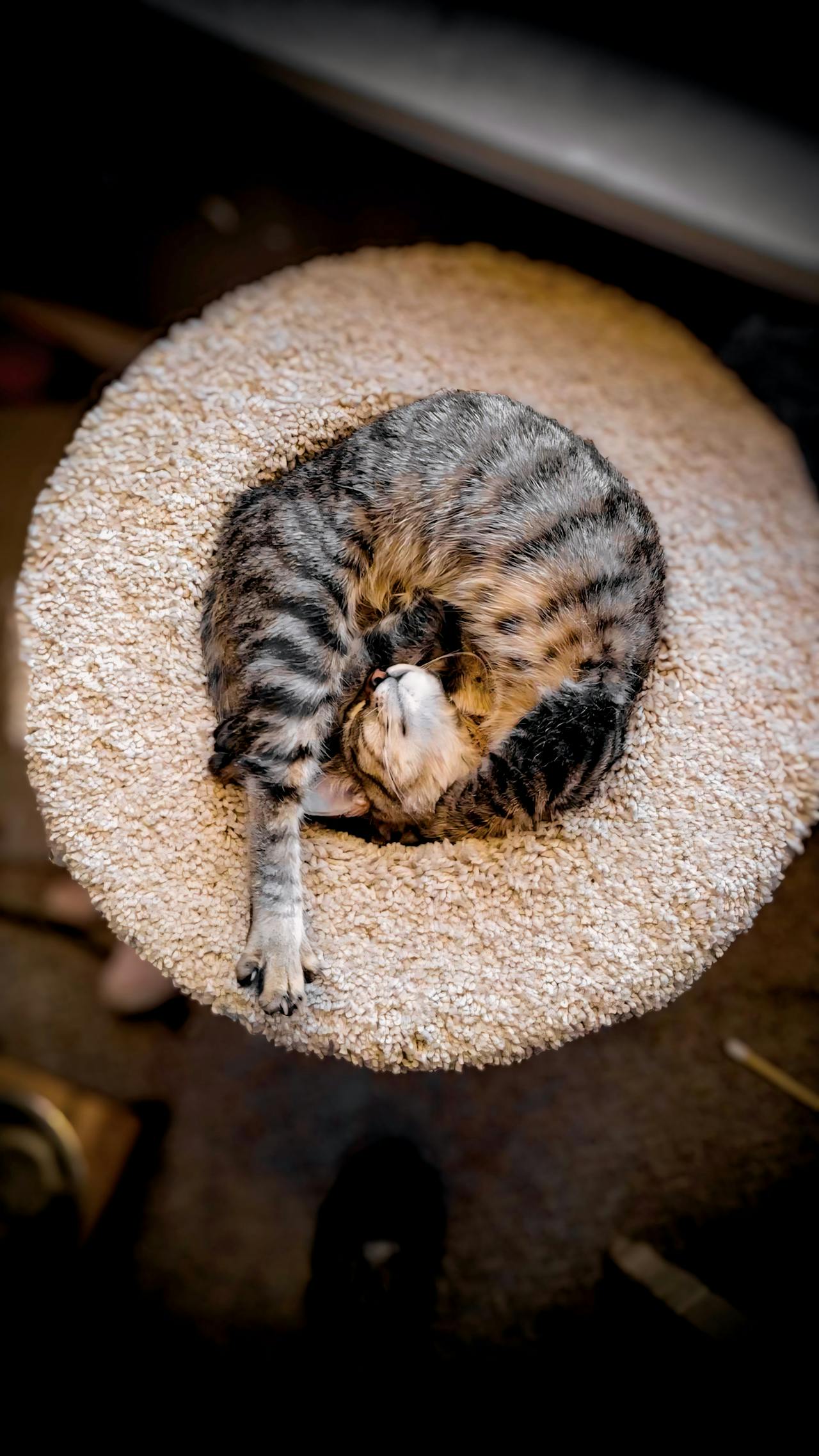 collection-coussin-chat-miss-tigri-accueil