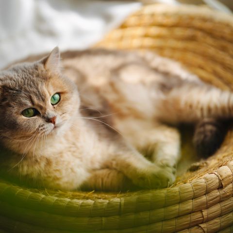 collection panier chat miss tigri accueil