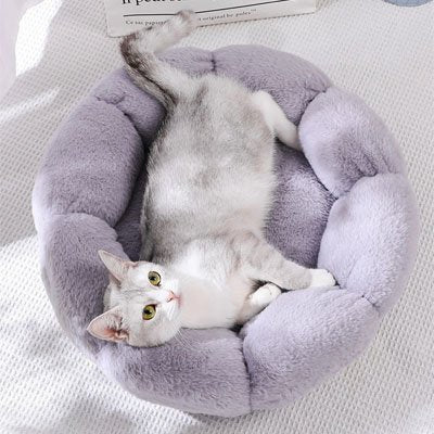 Chat etendu dans un coussin pour chat douceurfeline gris, relaxant et moelleux