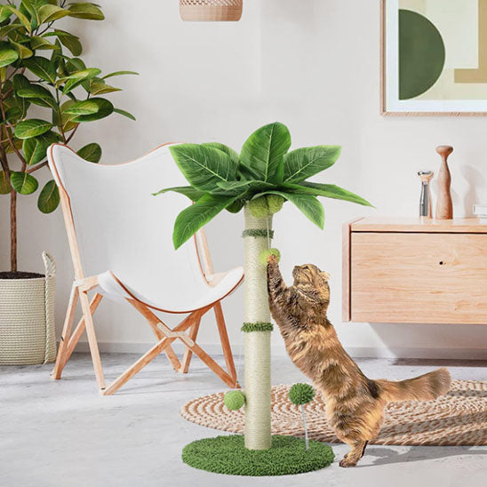 griffoir a chat tropicat chat curieux