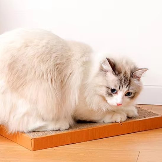 griffoir en carton pour chat scratchi chat allonge