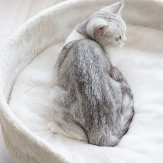 petit chat sur canape pour chat roudoudou