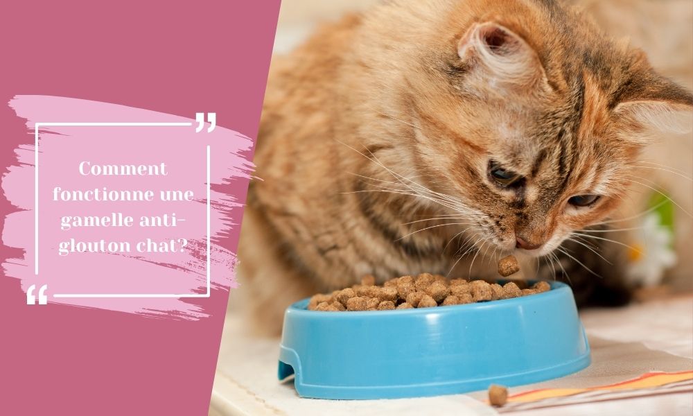 Comment fonctionne une gamelle anti-glouton chat