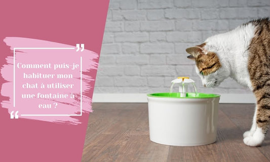 Comment puis-je habituer mon chat à utiliser une fontaine à eau