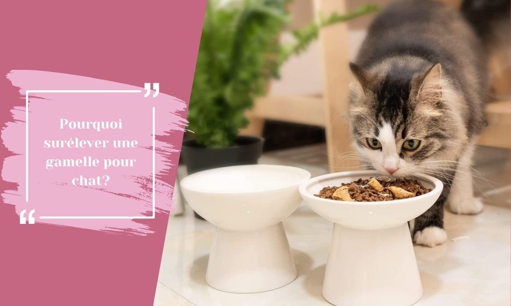 Pourquoi surélever une gamelle pour chat?