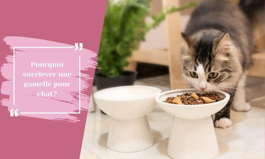 Pourquoi surélever une gamelle pour chat?