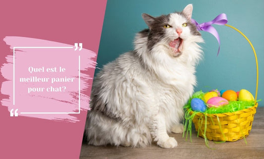 Quel est le meilleur panier pour chat?