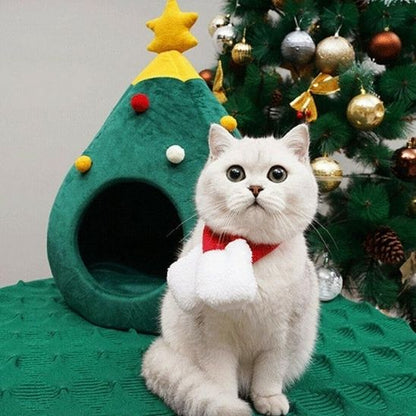 cabane pour chat sapinou devant sapin chat blanc assis