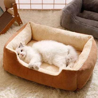 chat blanc dans panier chat minoudoux marron
