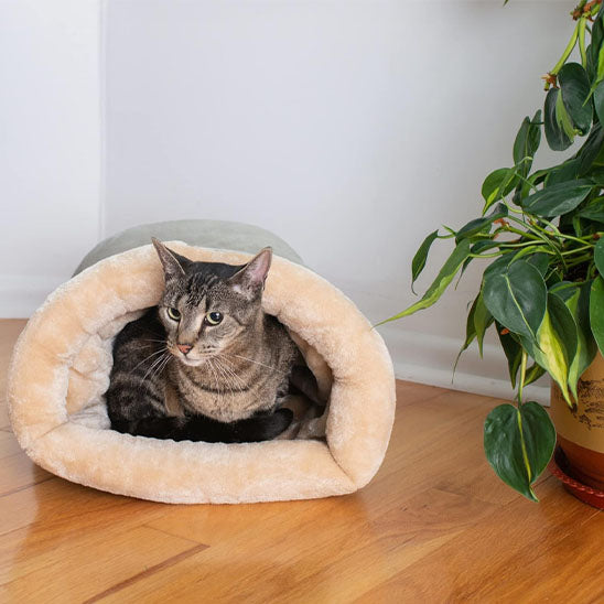 chat confort lit pour chat plumou