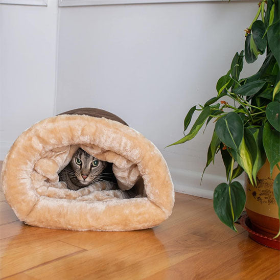 chat entree lit pour chat plumou
