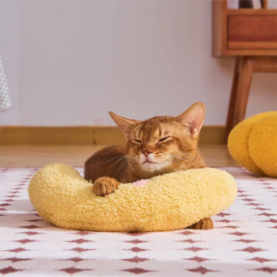 chat roux sur coussin pour chat coussinou jaune