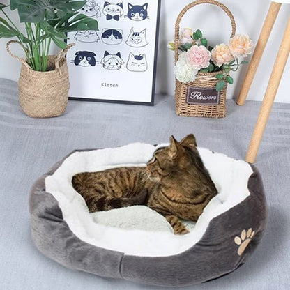 chat tigre dans panier chat chatmalo