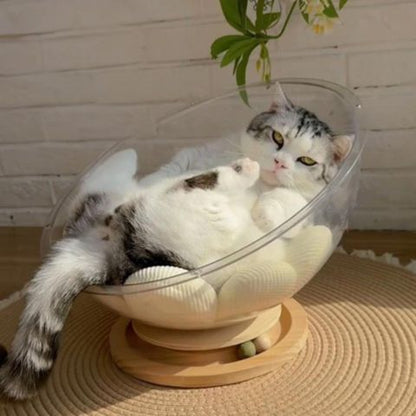 chat tigre prelasse dans panier chat cosmocat