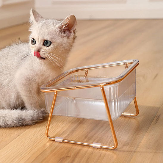 chaton regarde gamelle verre sol gamelle pour chat minigourmet