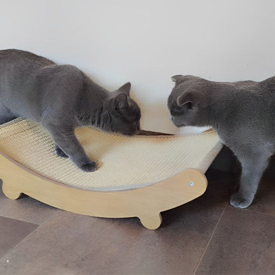chats gris jouent griffoir chat griffano