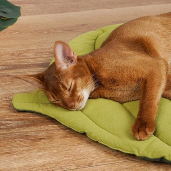 coussin pour chat leafy chat roux sieste