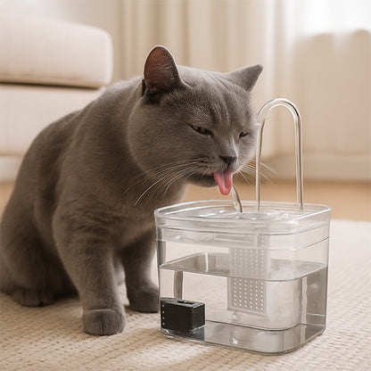 fontaine a eau chat fontinelle chat gris gros plan