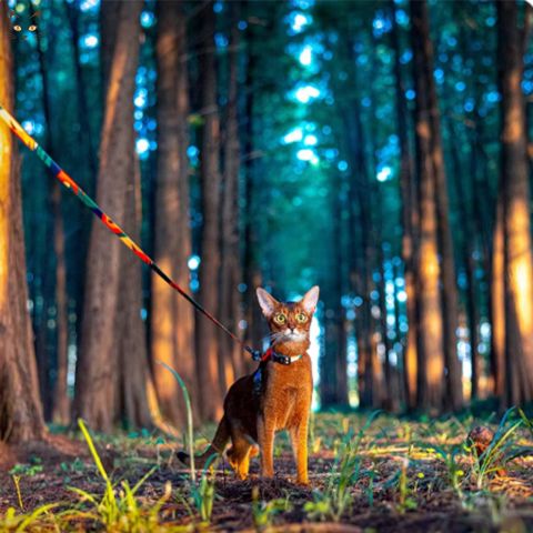 harnais-pour-chat-charny-foret