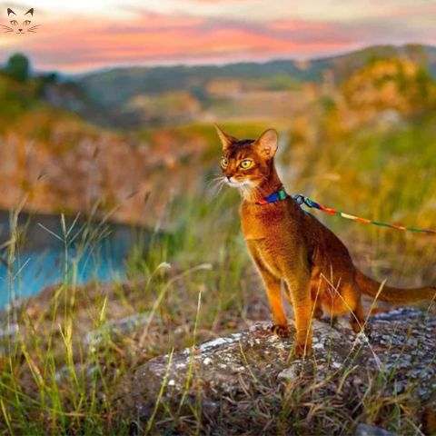 harnais-pour-chat-charny-paysage