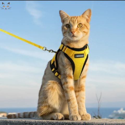 harnais-pour-chat-griffon-jaune