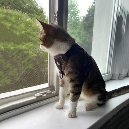 harnais-pour-chat-kittyglow-cafe