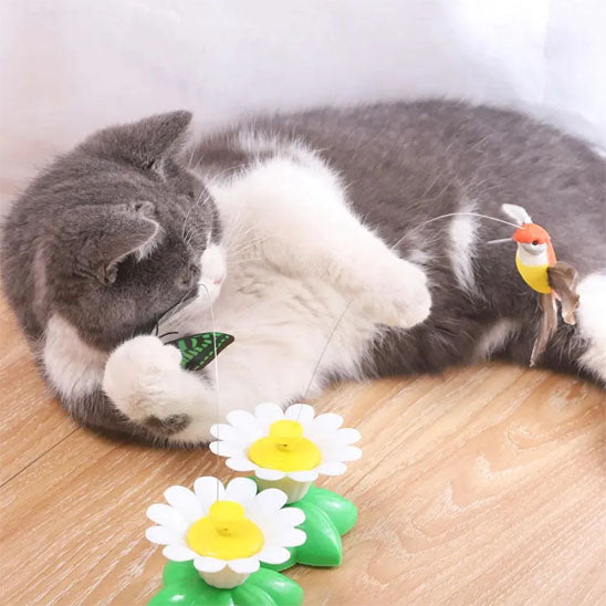 jouet pour chat fleuriseau chat joue au sol