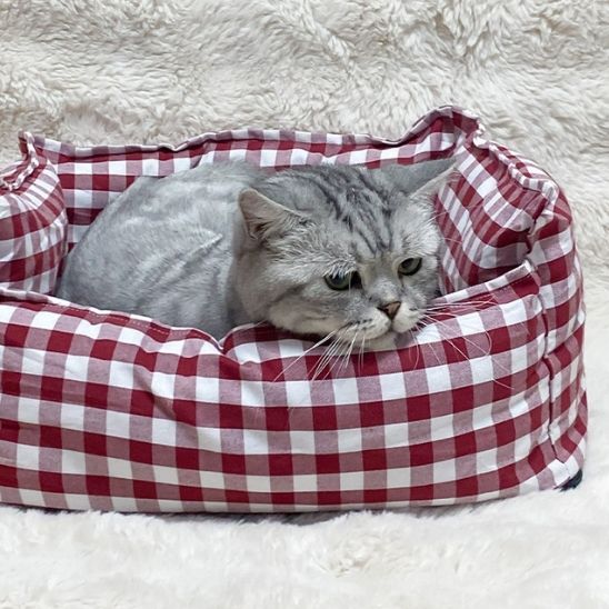 panier pour chat grisou chat gris zoom